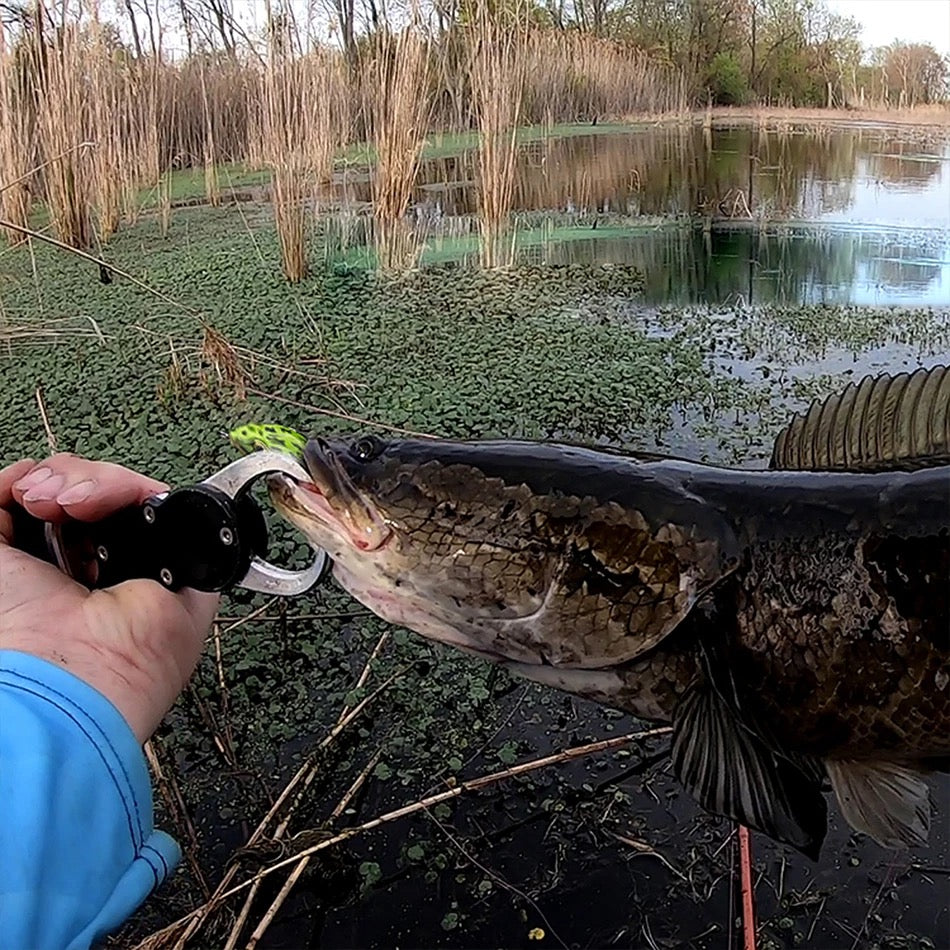 Grenouille de surface Flottante : Le leurre ultime pour attirer les brochets